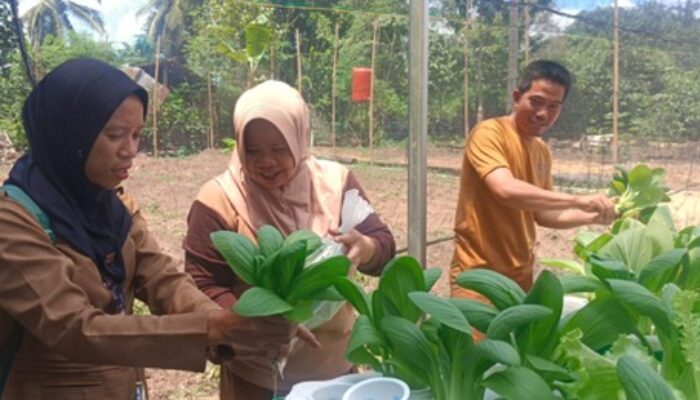 USN Kolaka Bantu Petani Membangun Mix Demplot Sebagai Sarana Utama Budidaya Sayuran Di Lamedai